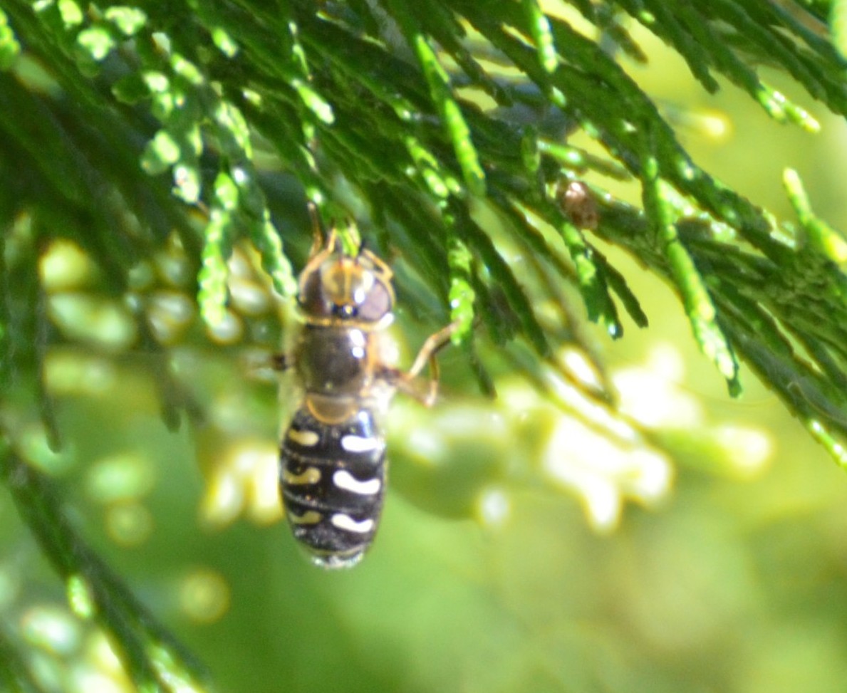 Syrphidae: Anasymia? su Tuia orientale  No, Scaeva pyrastri, femmina